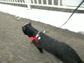 動画:黒猫のお散歩