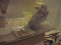 動画:居るんでしょ?