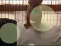 動画：ピカピカボールとスリッパ カジカジ♪