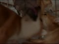 動画：お母ちゃんのおっぱい卒業の日